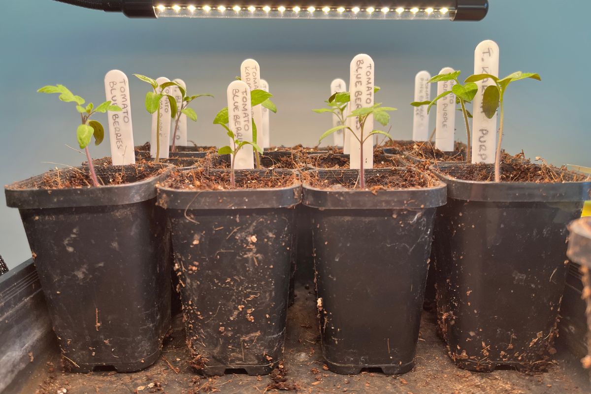 Mini Greenhouse indoors with seedlings and grow light