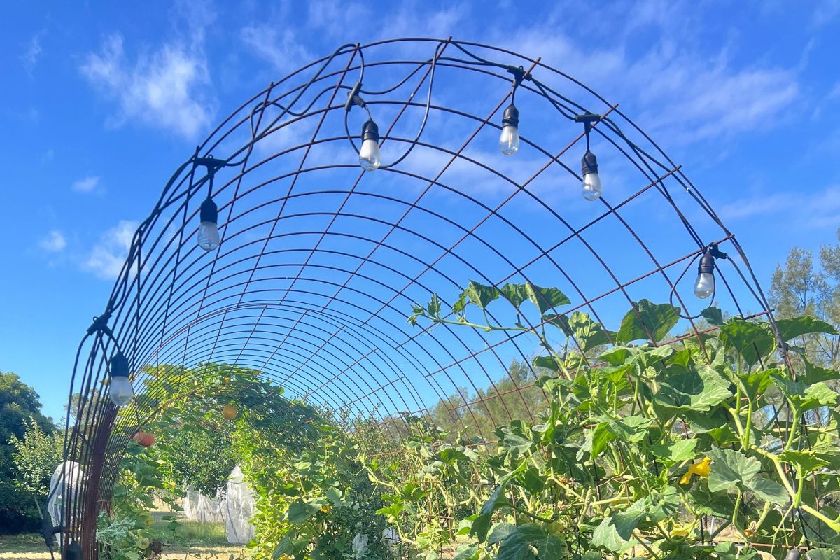 Solar lights on arches