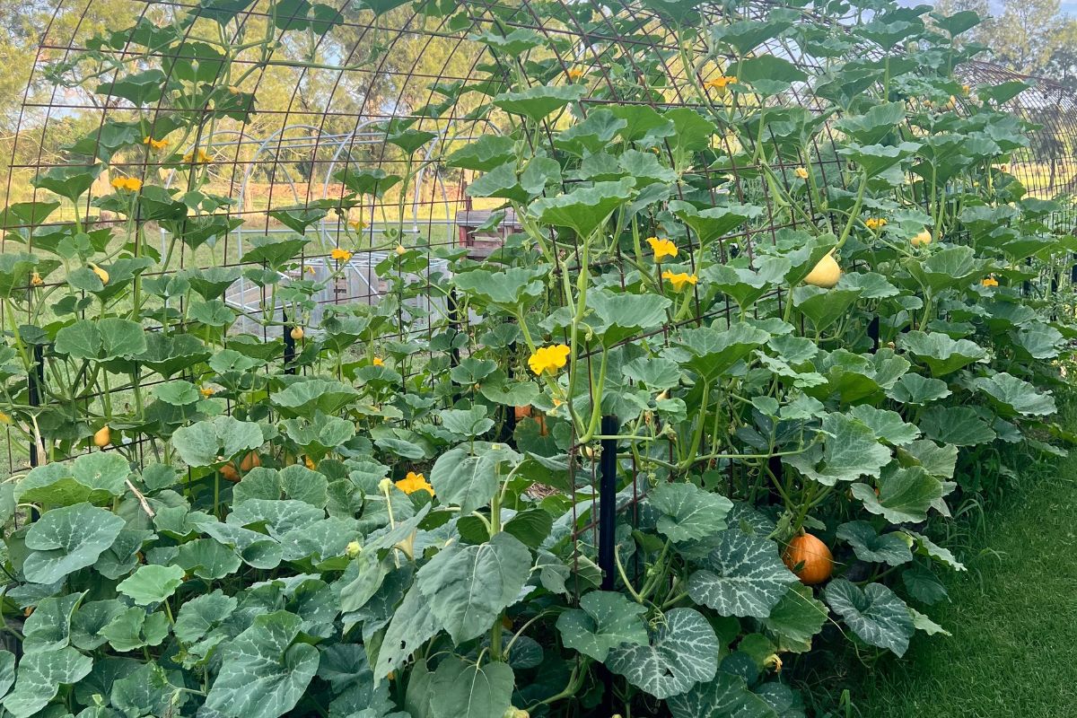 Growing on garden arches