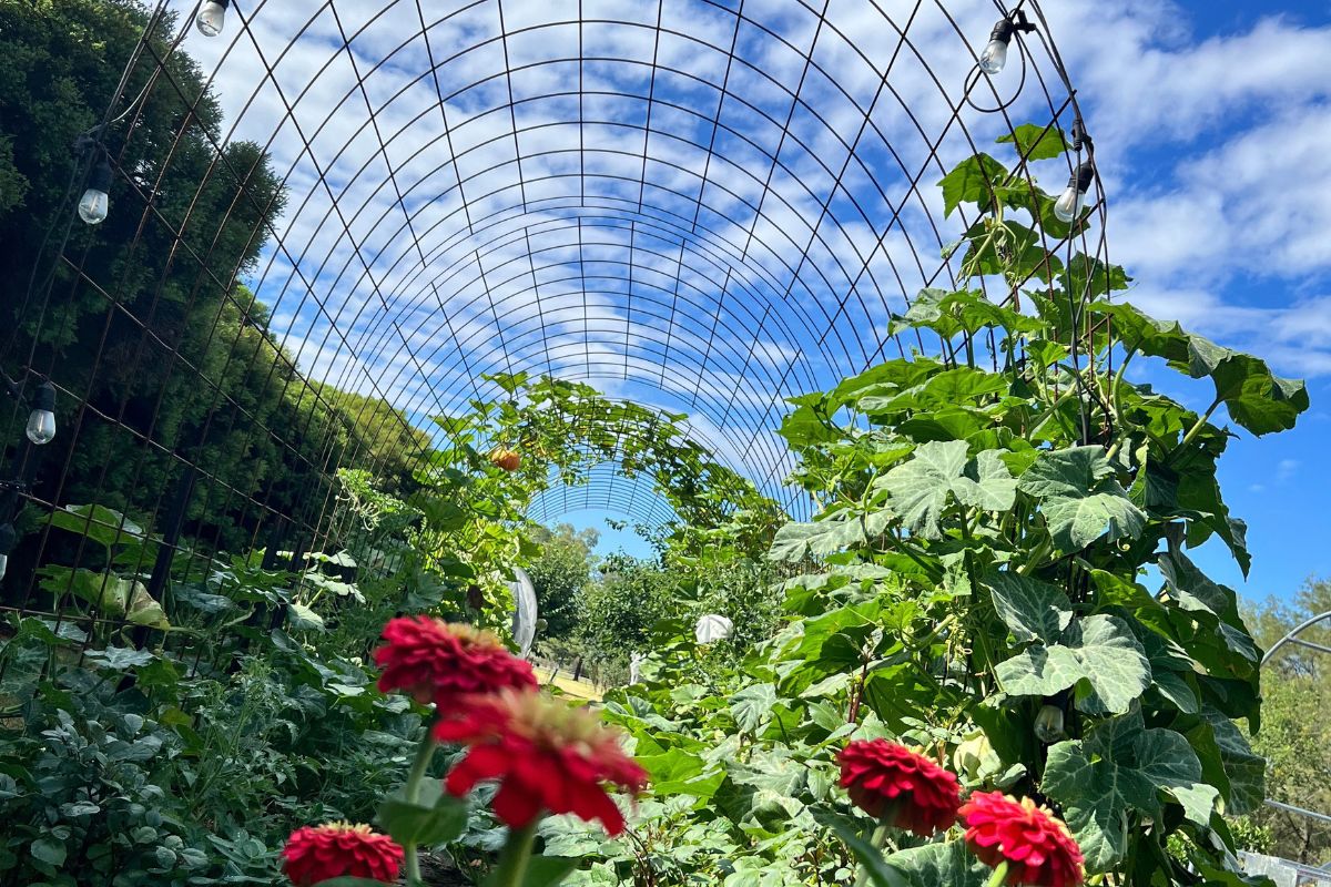 Flowers and reo mesh garden arch