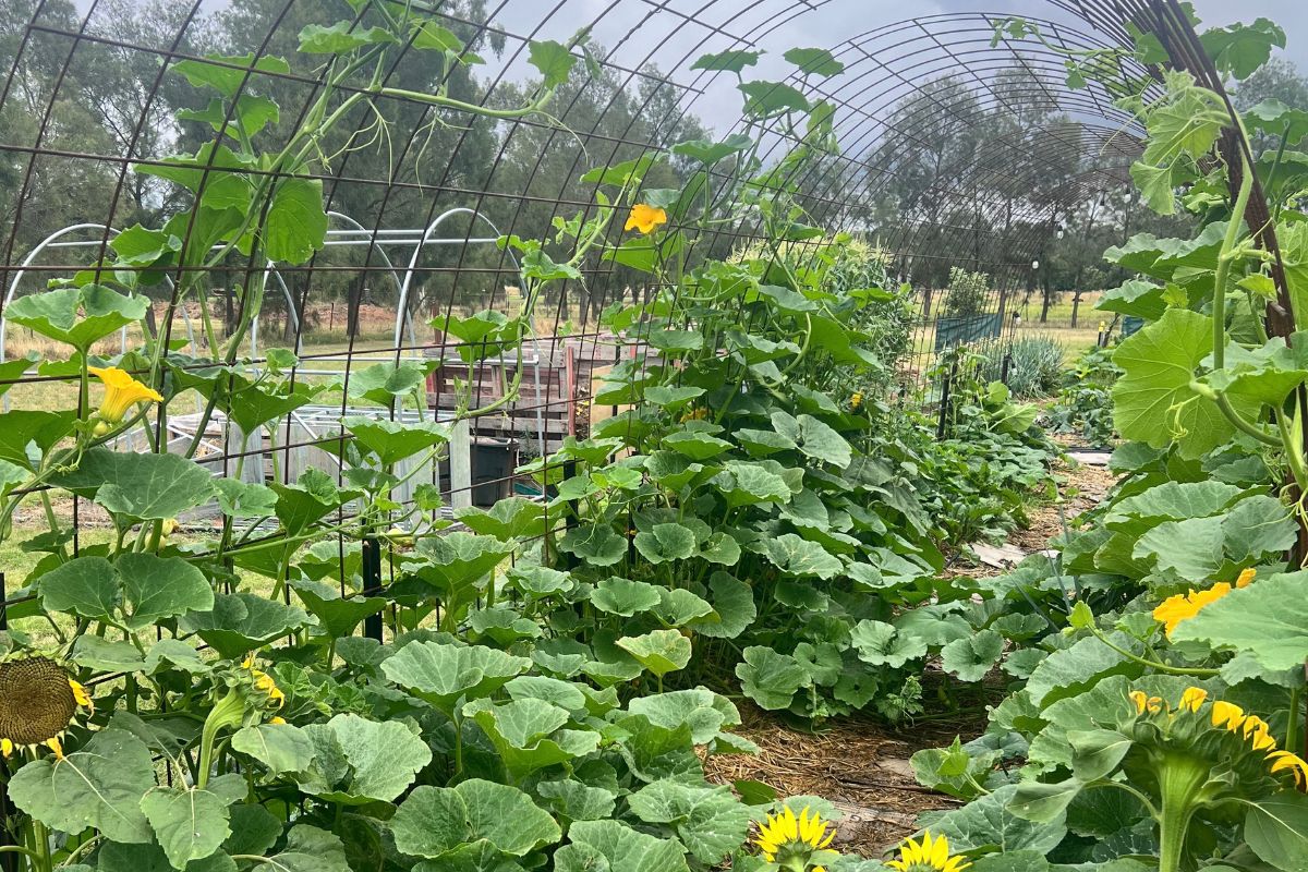 Growing on reo mesh arches