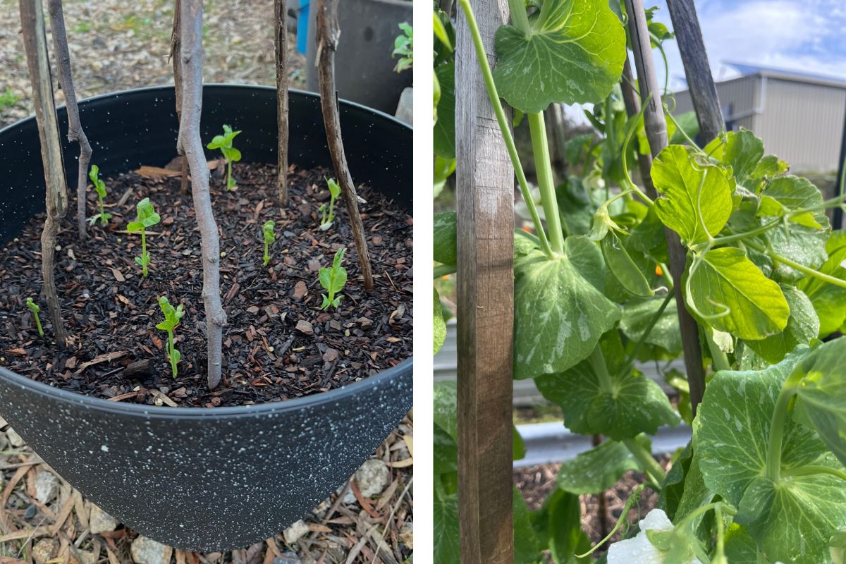 Growing A Snowpea Tower