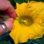 hand pollinating cucurbits