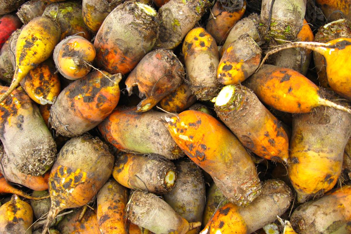 harvested yellow eckendorf mangel wurzel roots