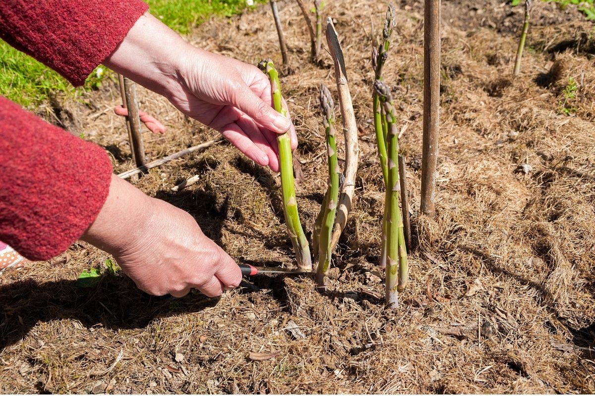 Harvesting asparagus spears by cutting them at soil level
