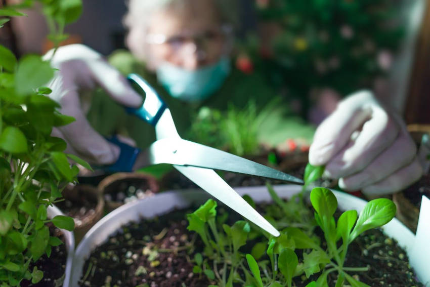 Harvesting baby leaf using scissors