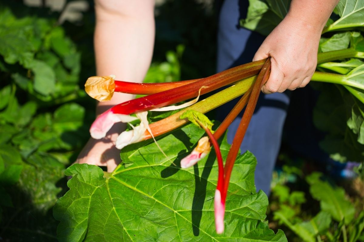 Harvesting stalks of rhubarb showing how to twist them instead of cutting