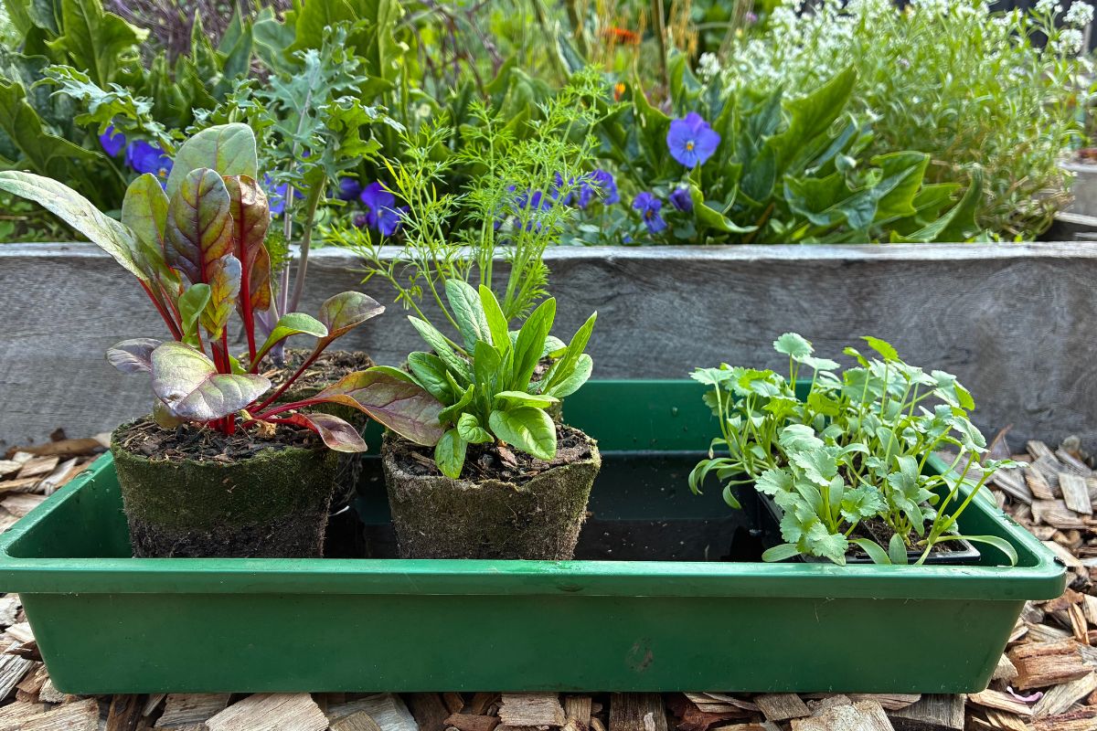 healthy seedlings soaking in seedling dip