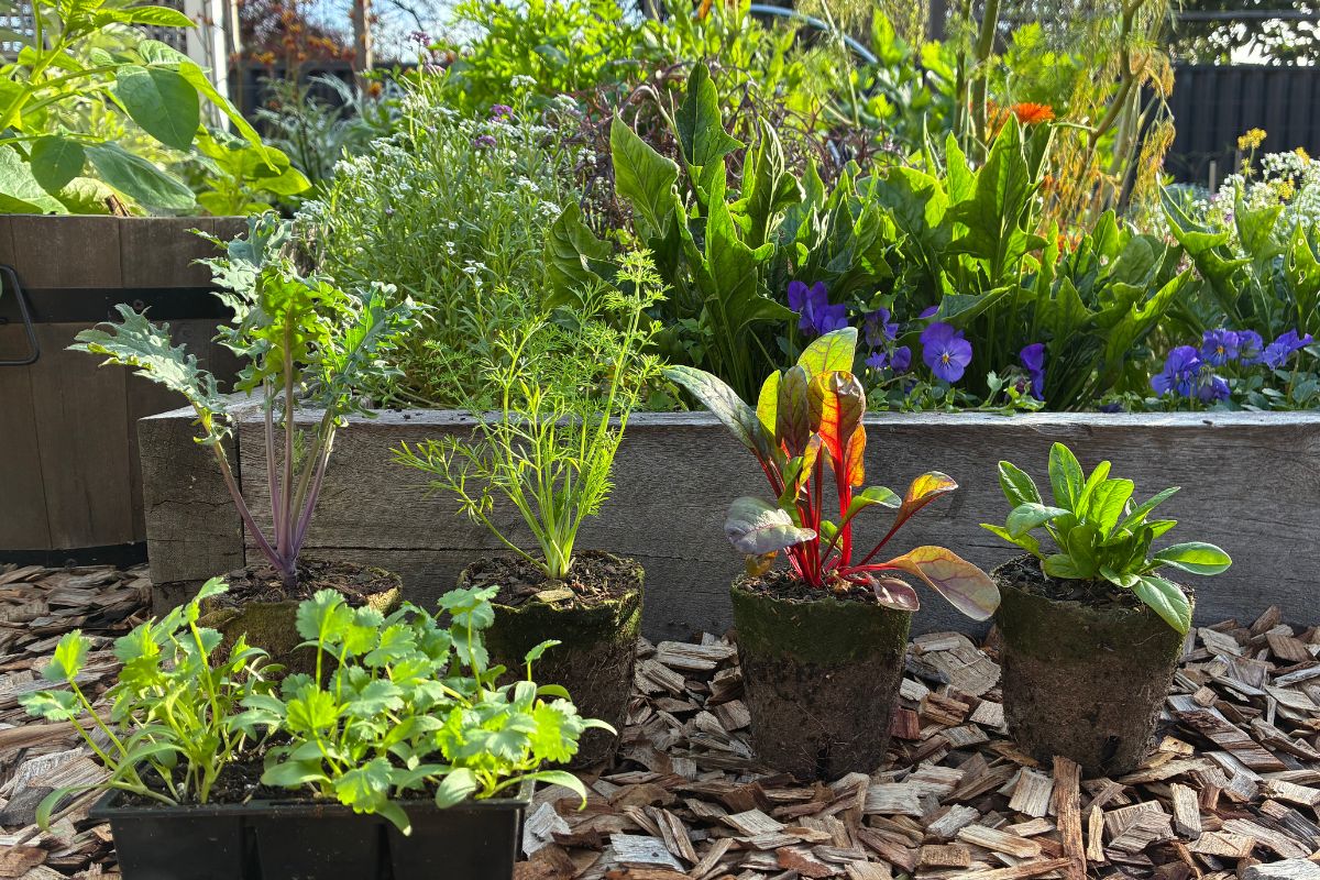 healthy seedlings ready to transplant into garden