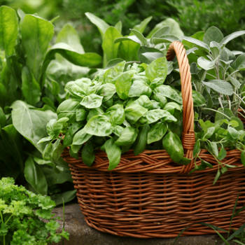 The Seed Collection Buy Herb Flower And Vegetable Seeds Online