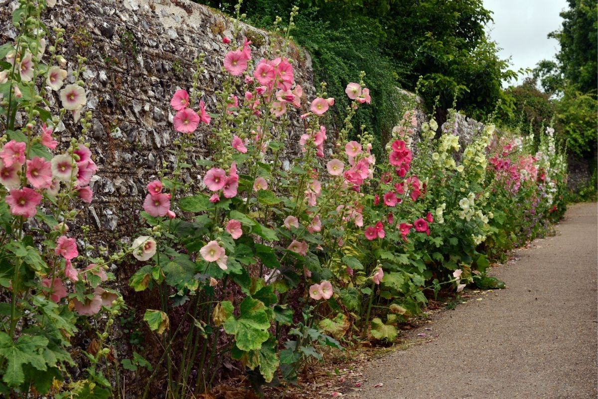 A garden bed full of flowering hollyhocks