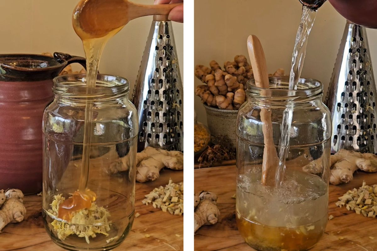 Honey and water to the gingerbug