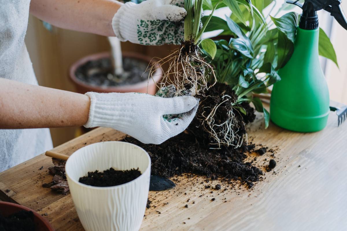 A gardener looking at the roots of the plant that is to be repotted, to see if the roots need pruning