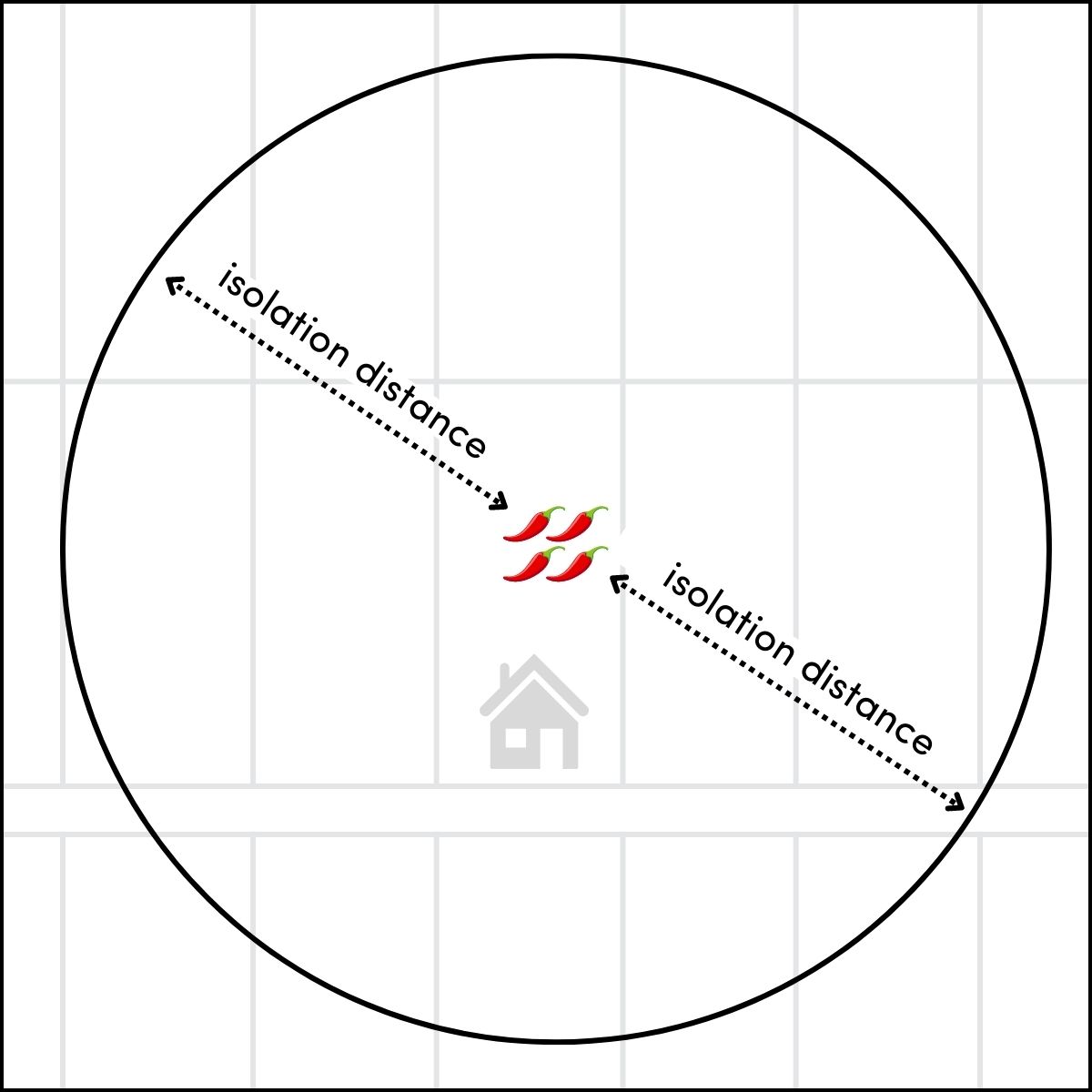 A diagram showing the isolation distance measured in all directions from four chilli plants. The isolation distance becomes the radius of a circle with the chilli plants in the centre.