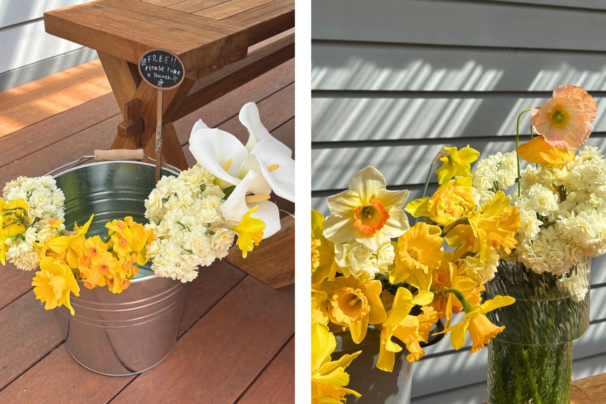 jonquils and daffodils for friends
