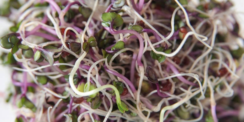 Kale Sprouts