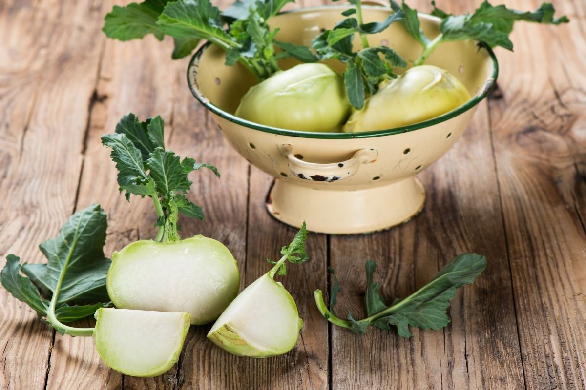 kohlrabi harvest