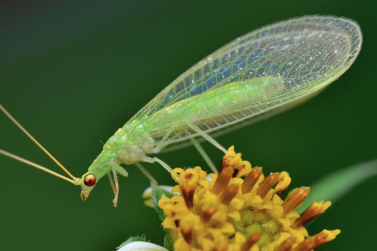 Green lacewing adult on a leaf