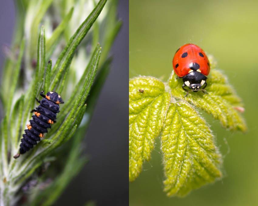 Lady Birds