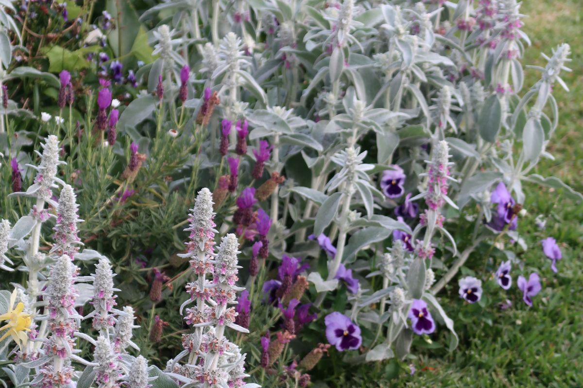 lambs ears stachys lavender and pansys