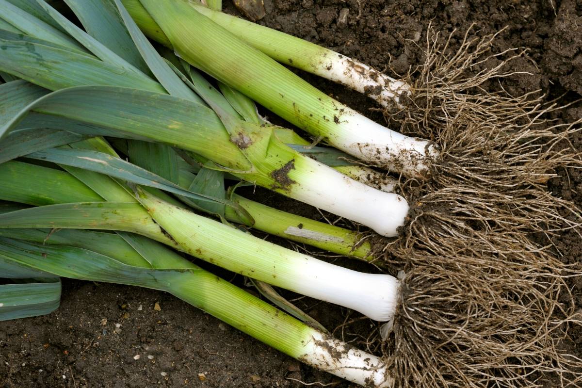 Leek