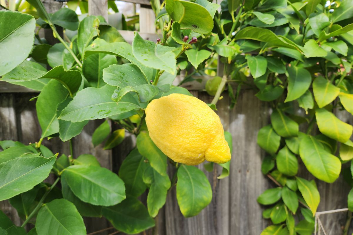 lemon on espalier fence design
