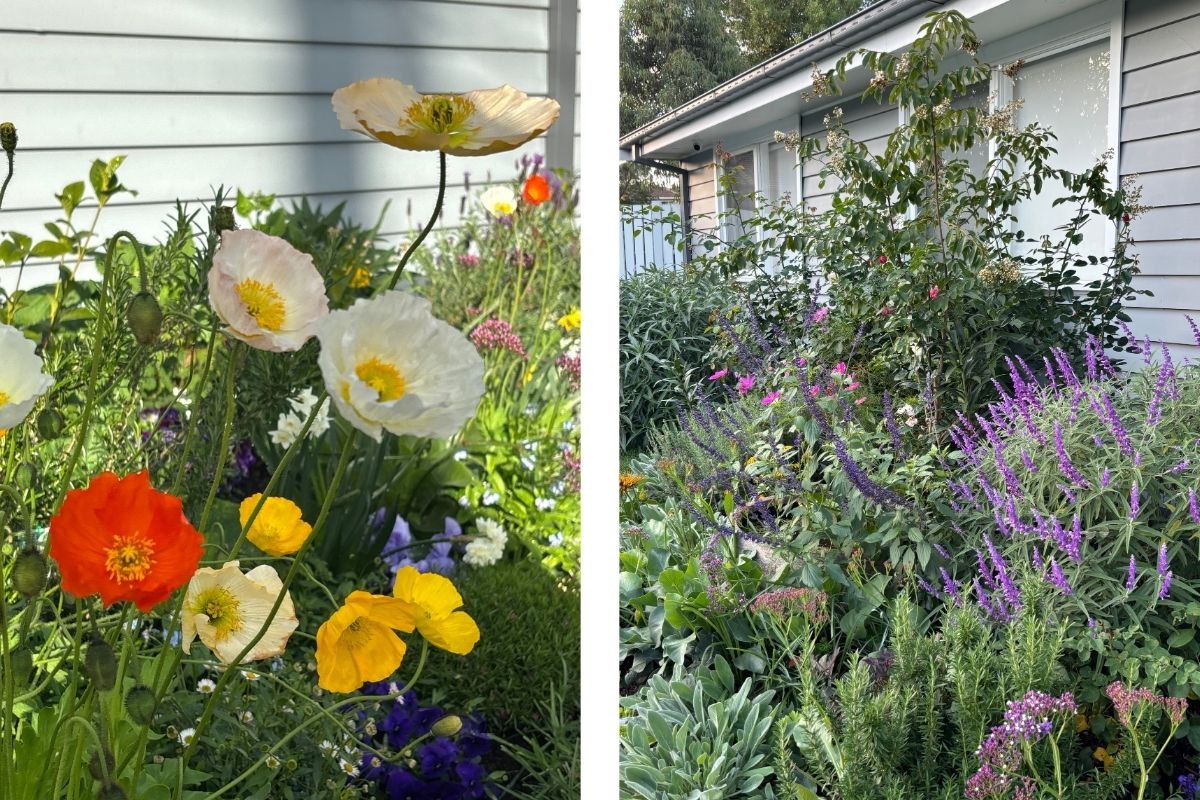 letting the garden go wild poppies and salvia