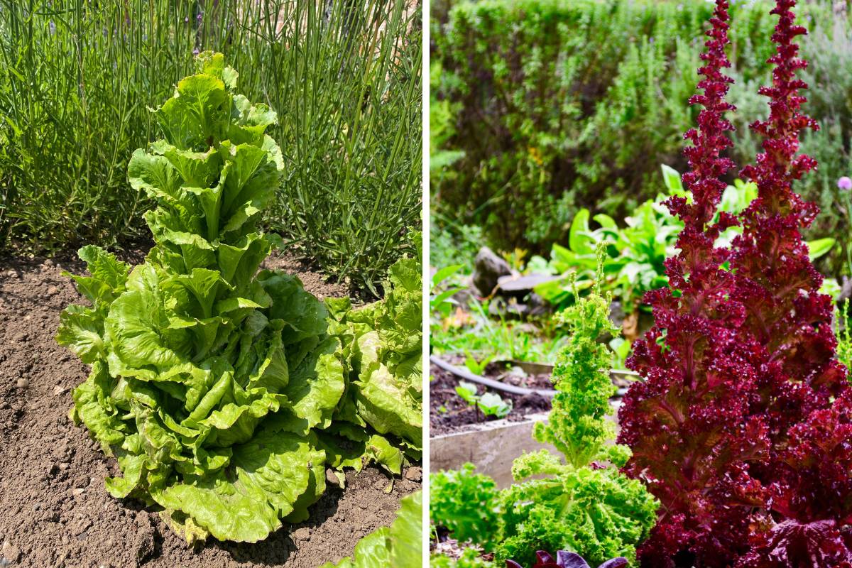 lettuce plants bolting in a garden