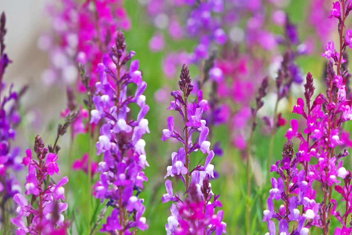 linaria flowers make great dried flower confetti