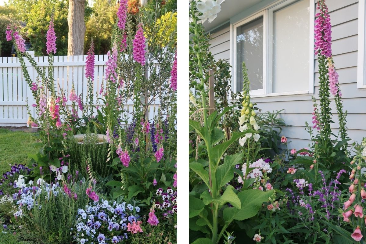 Lots of pink foxgloves and white foxgloves and pansy's with a bird bath