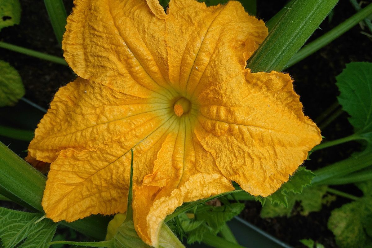 Male flower