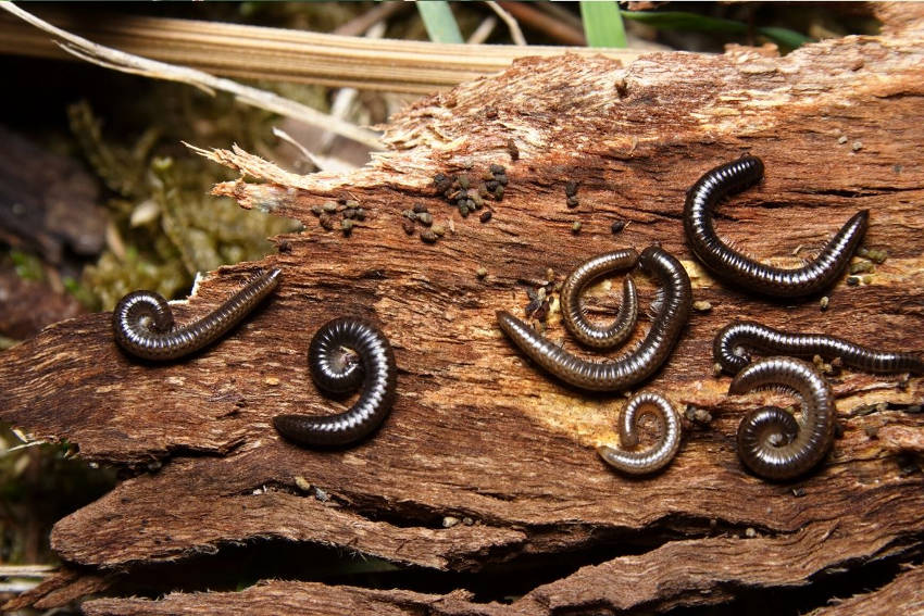 Millipedes 1