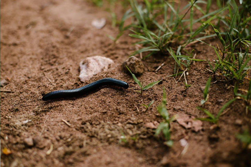 Millipedes 2