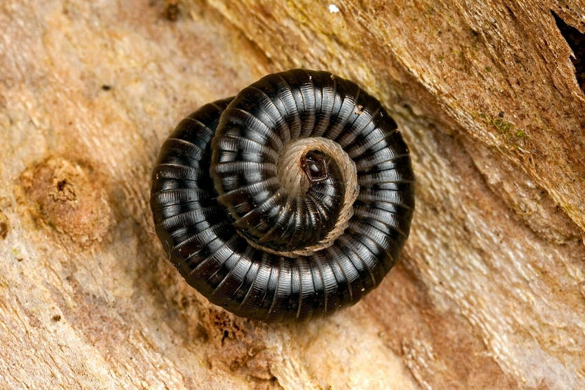 Millipedes 3