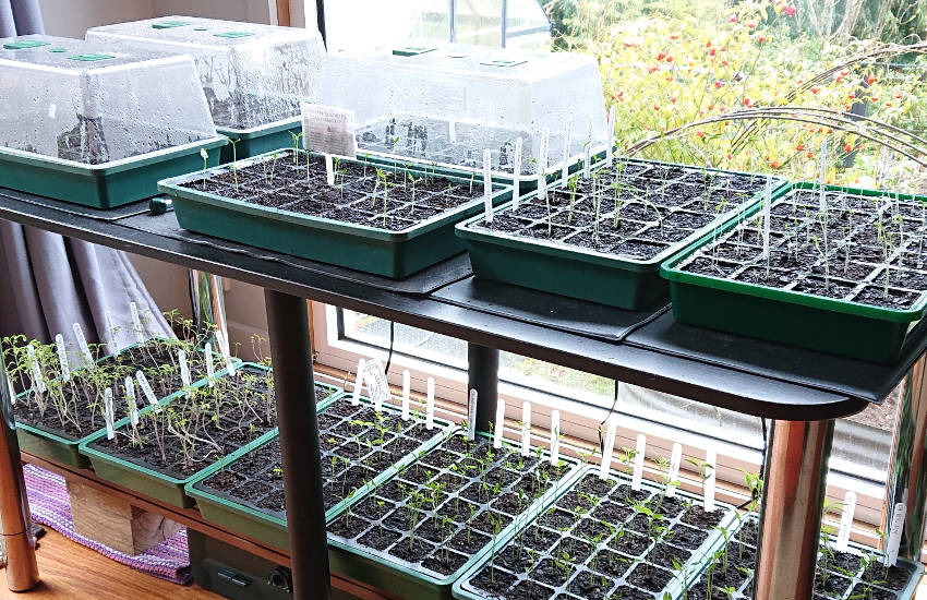 How A Mini Greenhouse Can Boost Your Seed And Seedling Success The Collection - Diy Seedling Heat Mat Alternative