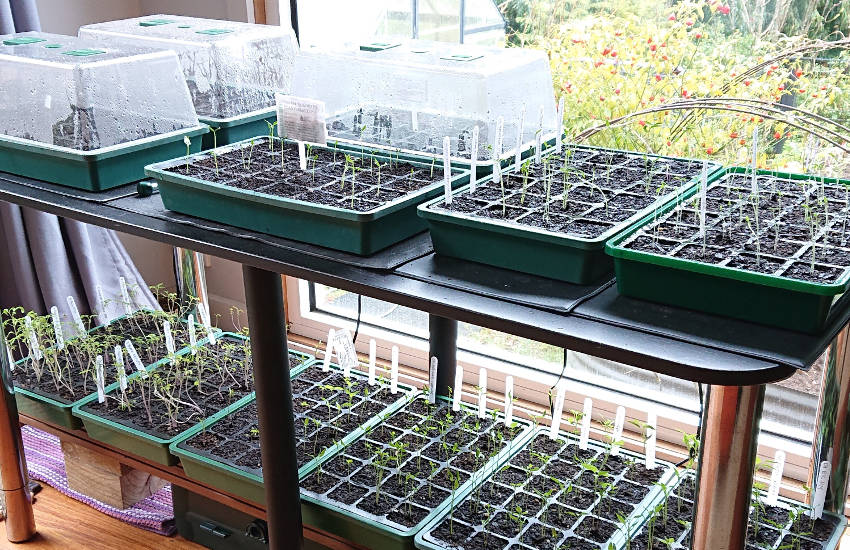 Can I start seeds in a greenhouse?
