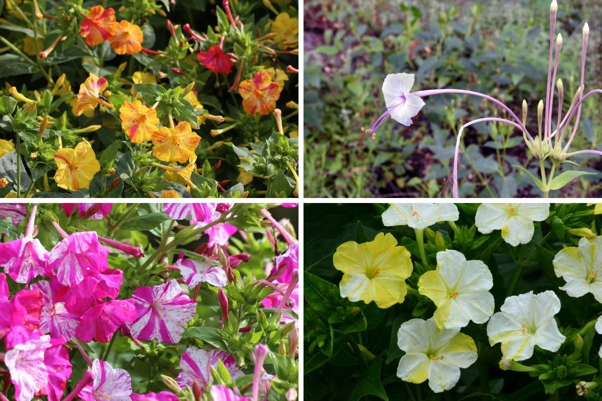 A photo montage of different coloured Four 'O' Clocks flowers
