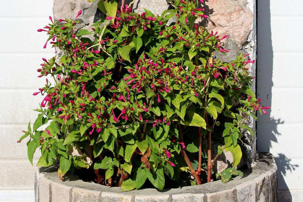 A Four 'O' Clocks or Marvel of Peru plant with bright pink flowers