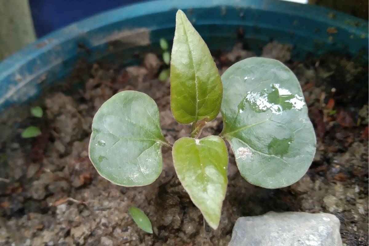 A Four 'O' Clocks seedling with its first set of true leaves