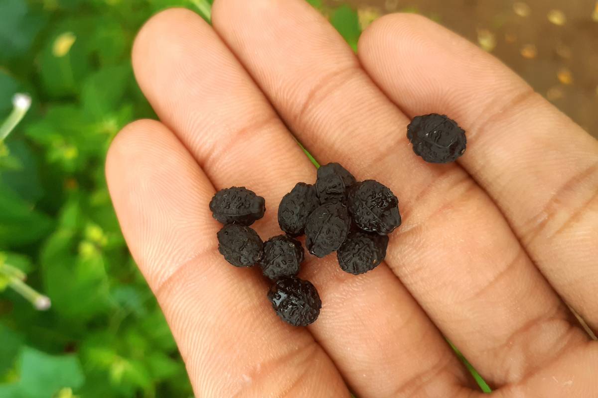 Mirabilis jalapa or Four 'O' Clocks seeds