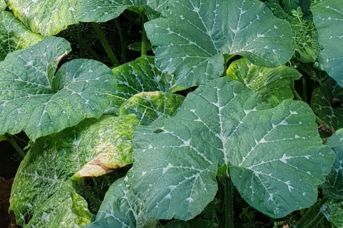 moschata tromboncino leaves