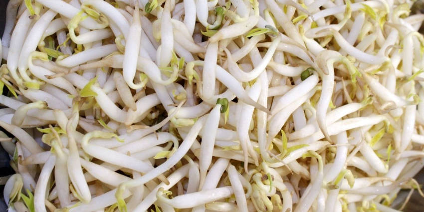 Mung Bean Sprouts