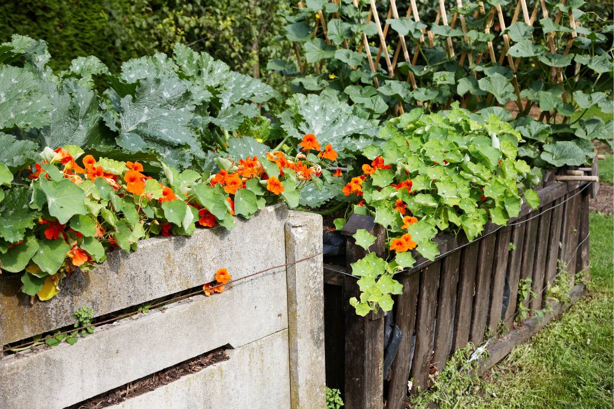 nasturtium plants spilling over a raised vegetable garden