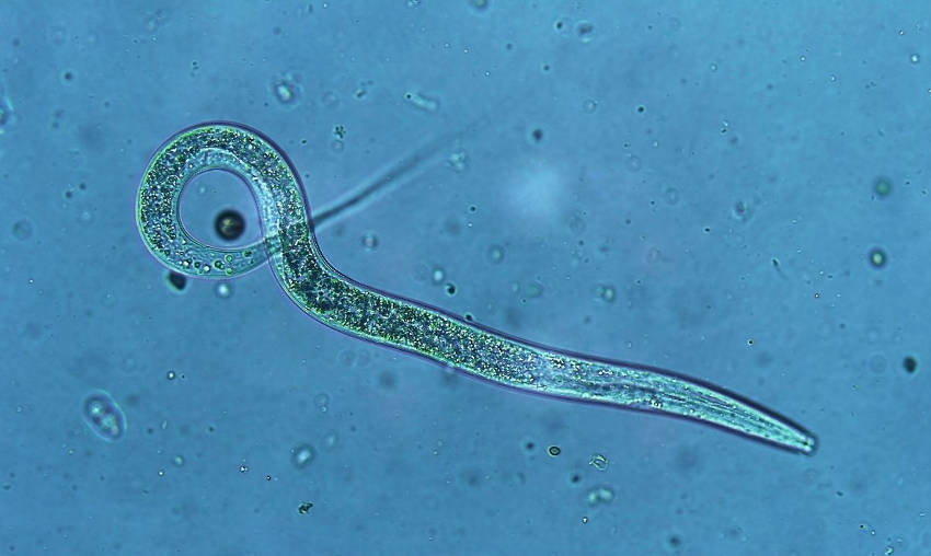 Nematodes