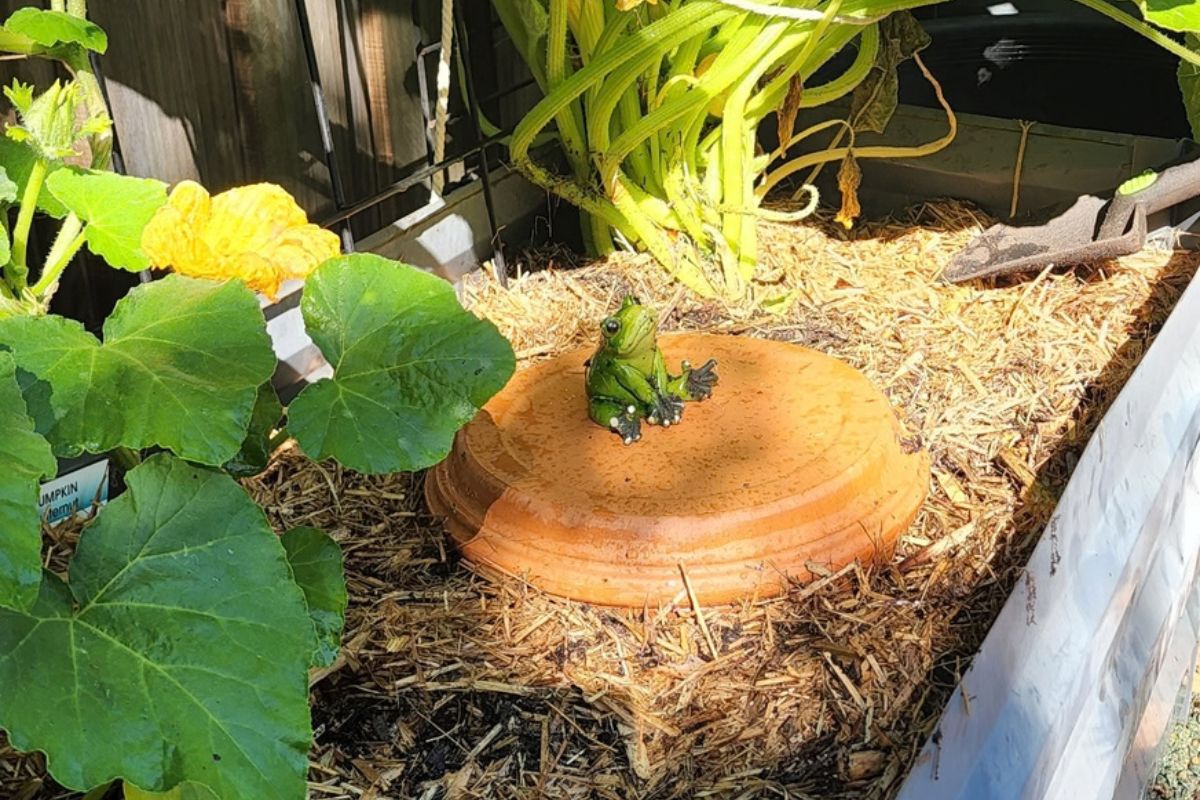 Olla pot with frog on top