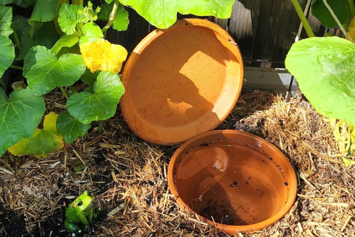 Installing and filling Olla Pot