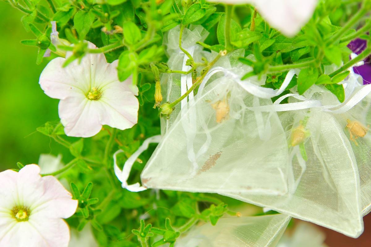 organza bags tied over flower buds to protect them from cross-pollinatin