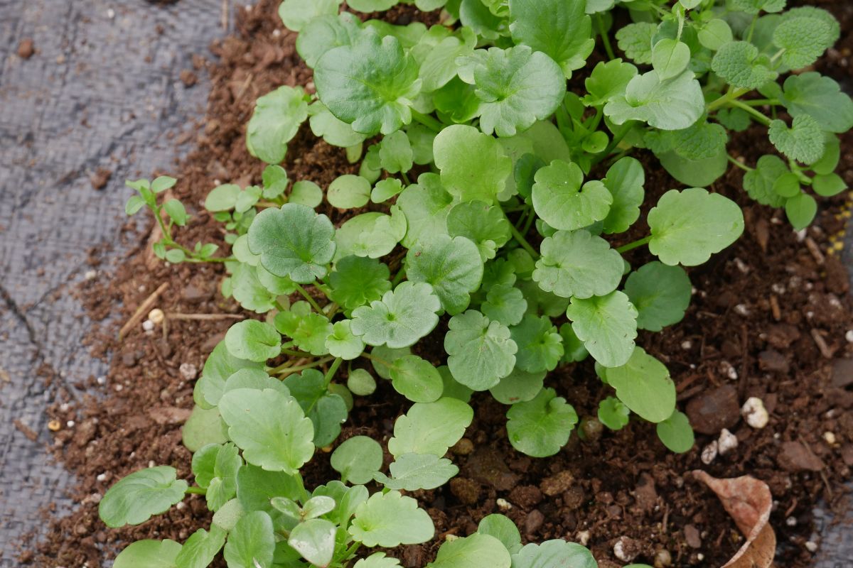 pansy seedlings mass planted in a garden bed