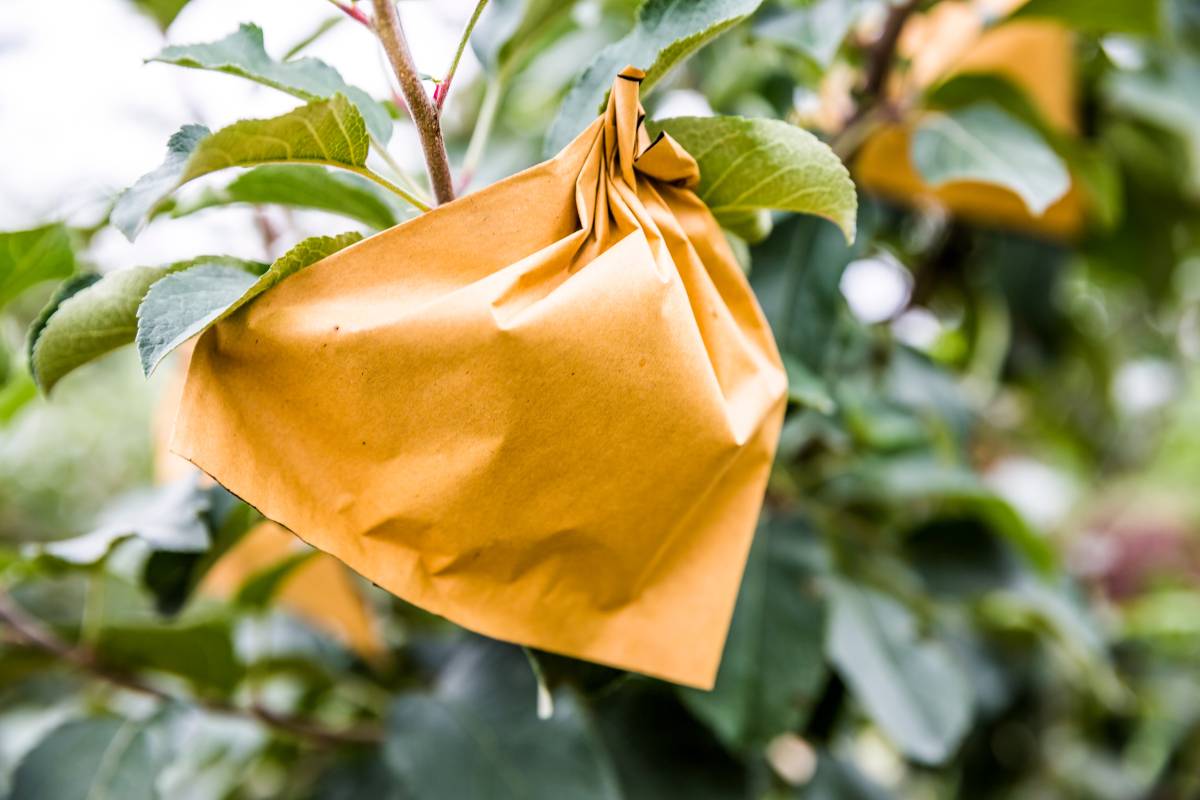 paper bags placed over flowers to protect them from cross-pollination