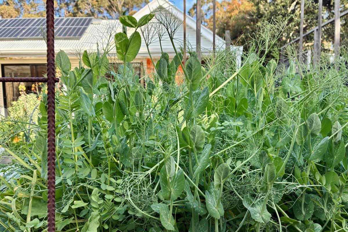 Climbing peas